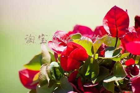 淘宝怎么刷信誉