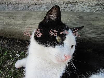 威客 猪八戒