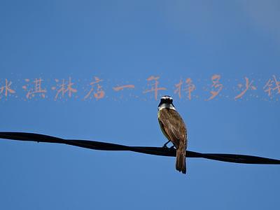 冰激淋小店-经营冰淇淋店