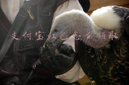 支付宝红包怎么领取