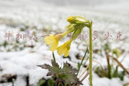 一般牛排是多少克一块儿《一般牛排是多少克一块儿?》