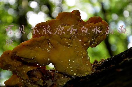 可贝尔胶原蛋白水晶面膜