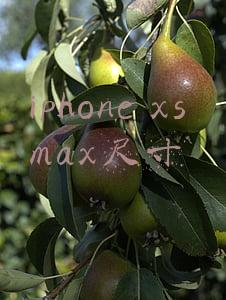 iphone xs max尺寸屏幕(iPhone XS Max屏幕测试 教科书级别屏幕)
