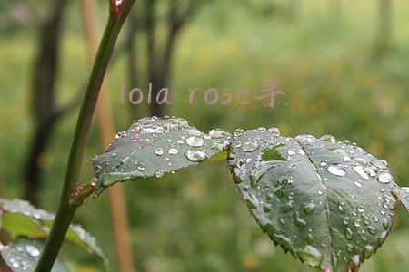 lola rose手表中文名(Lola Rose不止有小绿表 这些宝石手表同样值得关注)