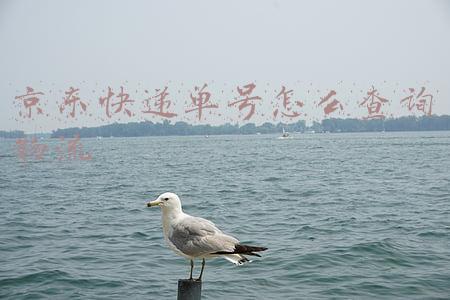 京东物流快递单号官网(“双11”的京东快递还没收到？教你如何查询京东更详细的物流进度)