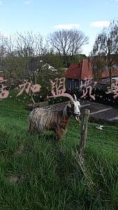 烤鸭加盟需要多少钱-啤酒烤鸭加盟需要多少钱