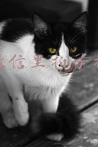 微信里拍了拍