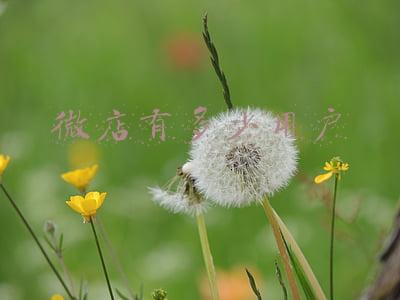 微店人多吗-现在用微店的人多吗