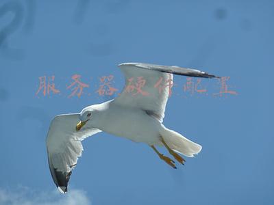 服务器硬件配置