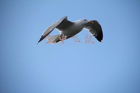 空中飞鼠