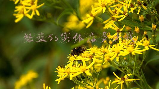 魅蓝5s线刷救砖包(魅蓝5s线刷救砖)