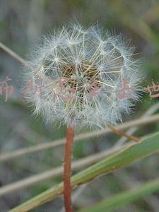 乔布斯怎么去世的