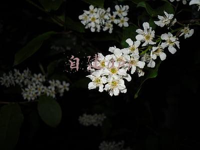 自建app