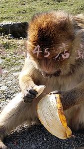 雅阁什么价格 雅阁价格是多少
