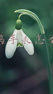 海鸥手表怎么样