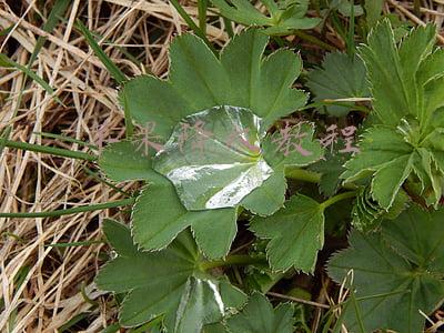 苹果降级教程