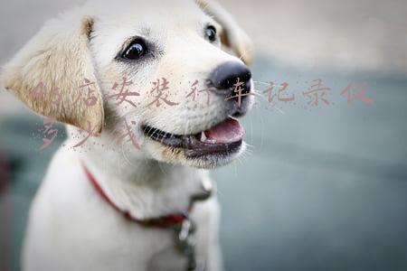 汽车安装行车记录仪多少钱；安装行车记录仪大概多少钱