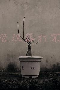 任务管理器打不开了