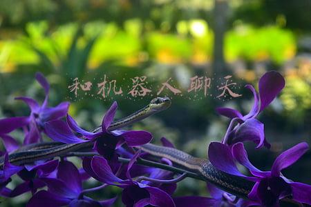 和机器人聊天