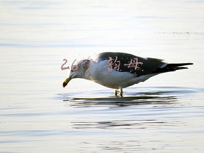 26个韵母
