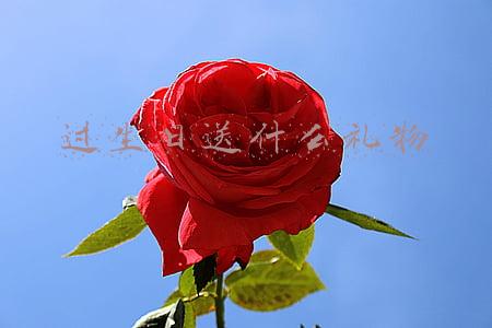 过生日送什么礼物