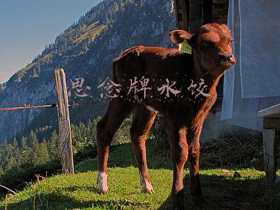 思念牌水饺