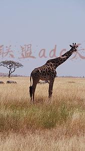 英雄联盟新英雄天赋加点(英雄联盟手游金克丝怎么玩 金克丝天赋和装备推荐)