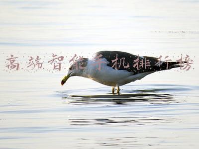 最高端手机排行(高端质感来自高端材质，特殊背壳旗舰手机盘点)