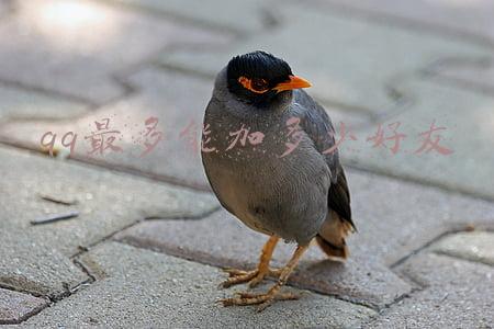 qq最多能加多少个群(QQ可以加多少好友？客服：5000个，QQ群也算)