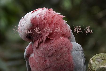液晶电视观看距离