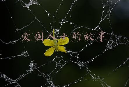 爱国人士的故事