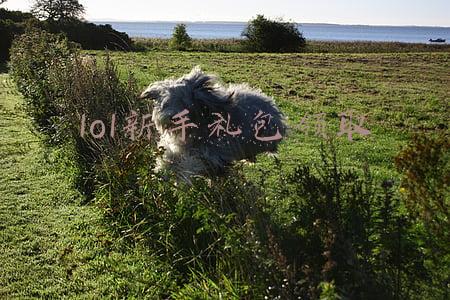lol新手礼包领取地址(《英雄联盟手游》新版本10月活动抢鲜看 奖励拿到手软)