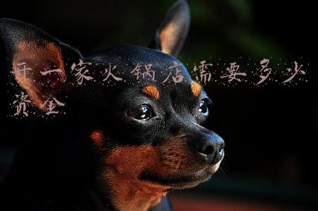 火锅店启动资金;火锅店启动资金预算