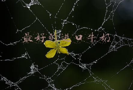 最好的进口牛奶