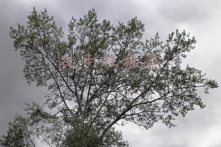 户外徒步鞋推荐(下雨也不怕，这几个国际品牌的防水徒步鞋是真好看)