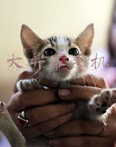 大屏幕手机7寸以上有哪些(消息称 vivo 7 英寸大屏旗舰入网：配备 80W 双口充电器)
