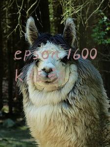 epson1600k驱动下载(【T3凭证打印报错】应对方法)
