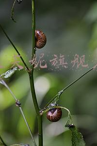 达芙妮旗舰店官网(企业家泡女明星必死定律？“一代鞋王”达芙妮没落，今靠卖地扭亏)