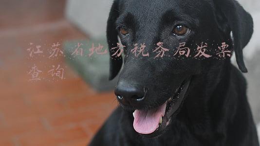 江苏省国家税务局官网发票真伪查询(江苏徐州市发票真伪查询攻略)
