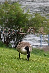 css透明度