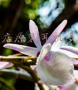 苹果xr原装没有配耳机吗：苹果xr原装耳机