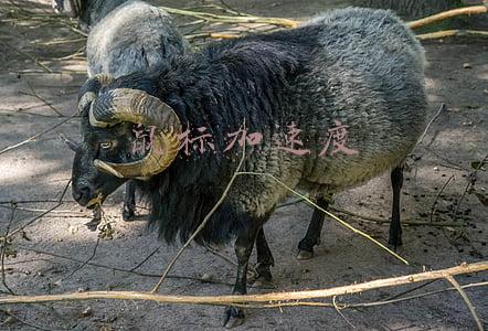 鼠标加速度怎么关(鼠标右键菜单中一键加速选项的删除方法)