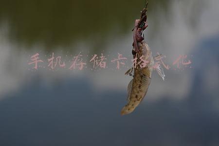 手机存储卡格式化成什么格式(小米手机内存格式化)