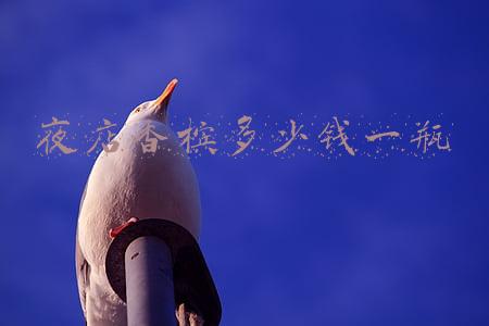 酒吧香槟价格表（酒吧香槟价格）