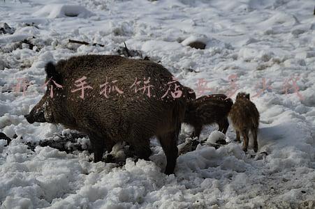 手抓饼多少钱一个《手抓饼多少钱一个成本》