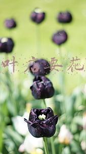 开个茶叶店赚钱吗(茶叶生意赚钱吗)