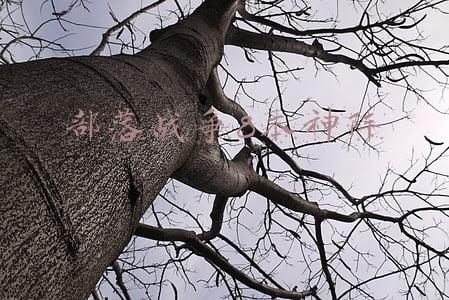 部落战争8本神阵