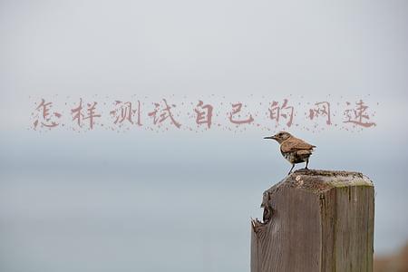 怎样测试自己的网速