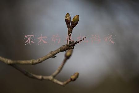 不大的单机游戏