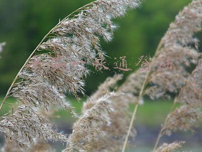 平安一账通登录官网(对话陈心颖：解构平安一账通的高增长魔法术)